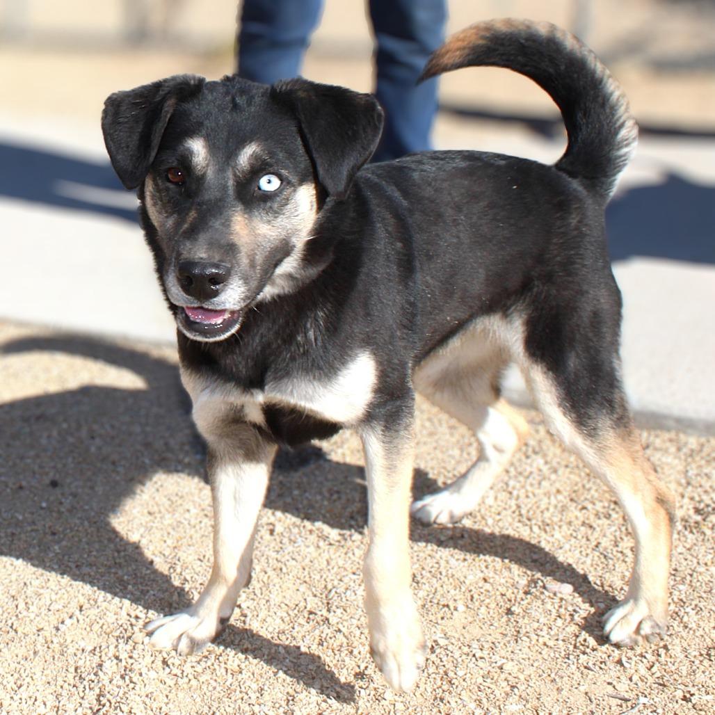Enlarge Mika, a Adoptable Mixed Breed in Las Cruces, NM image 4/6