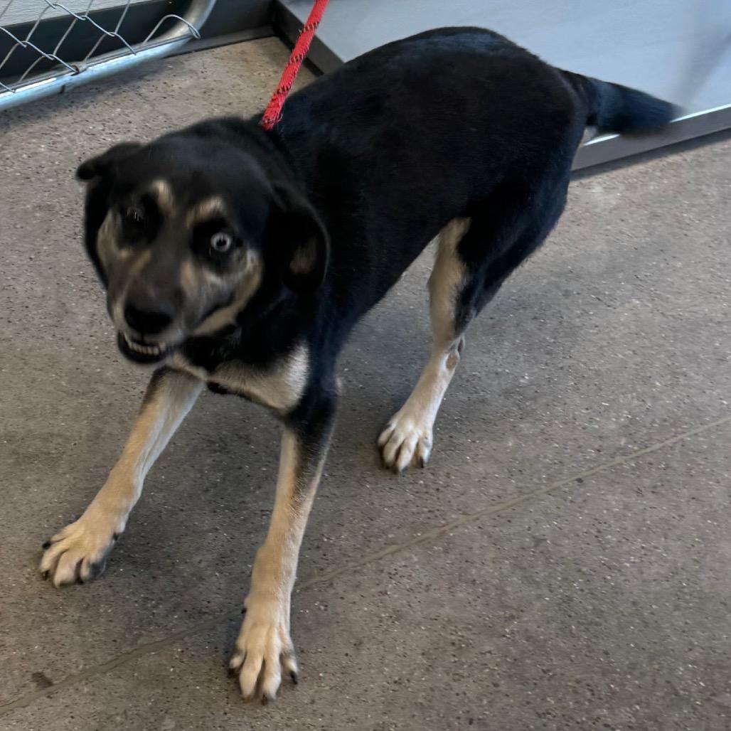 Enlarge Mika, a Adoptable Mixed Breed in Las Cruces, NM image 5/6