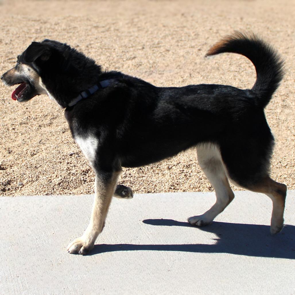 Enlarge Mika, a Adoptable Mixed Breed in Las Cruces, NM image 4/6