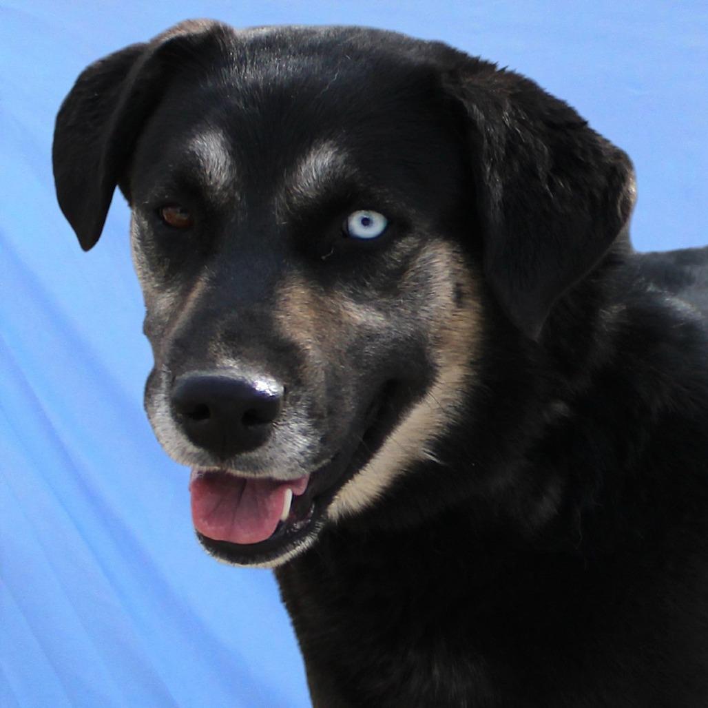 Enlarge Mika, a Adoptable Mixed Breed in Las Cruces, NM image 5/6