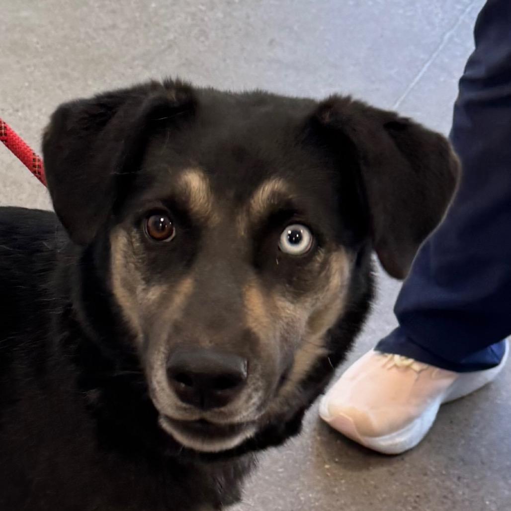 Enlarge Mika, a Adoptable Mixed Breed in Las Cruces, NM image 6/6