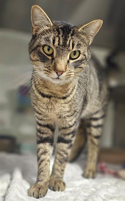 HUDSON, Adoptable, Young Male Domestic Short Hair.