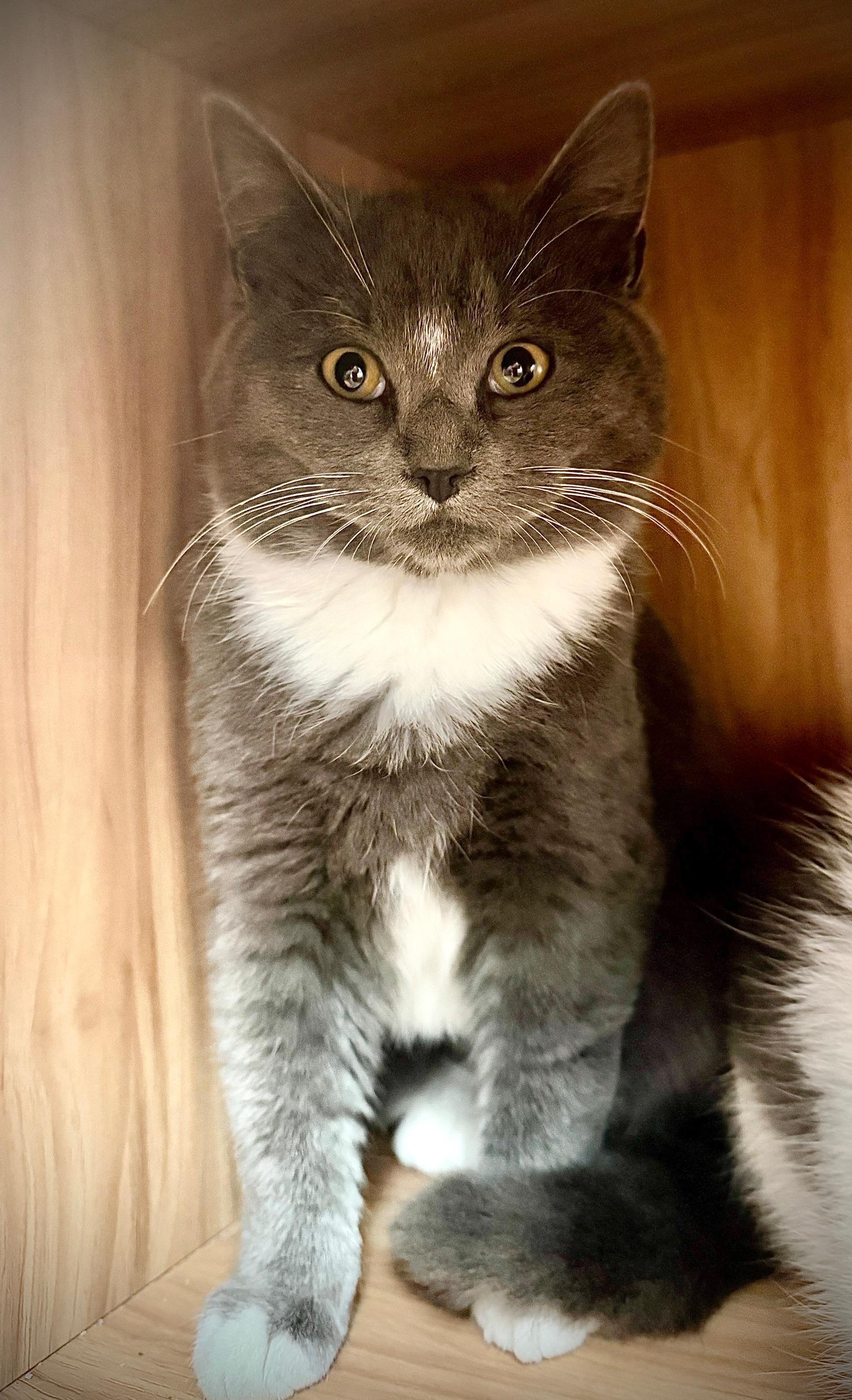 Enlarge Maple, a ADOPTABLE Domestic Short Hair in Hull, MA image 1/1