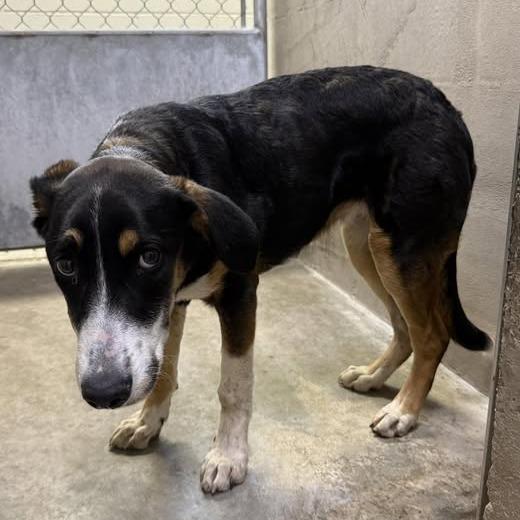 Enlarge 26-412, a Adoptable mixed breed in Los Banos, CA image 1/1