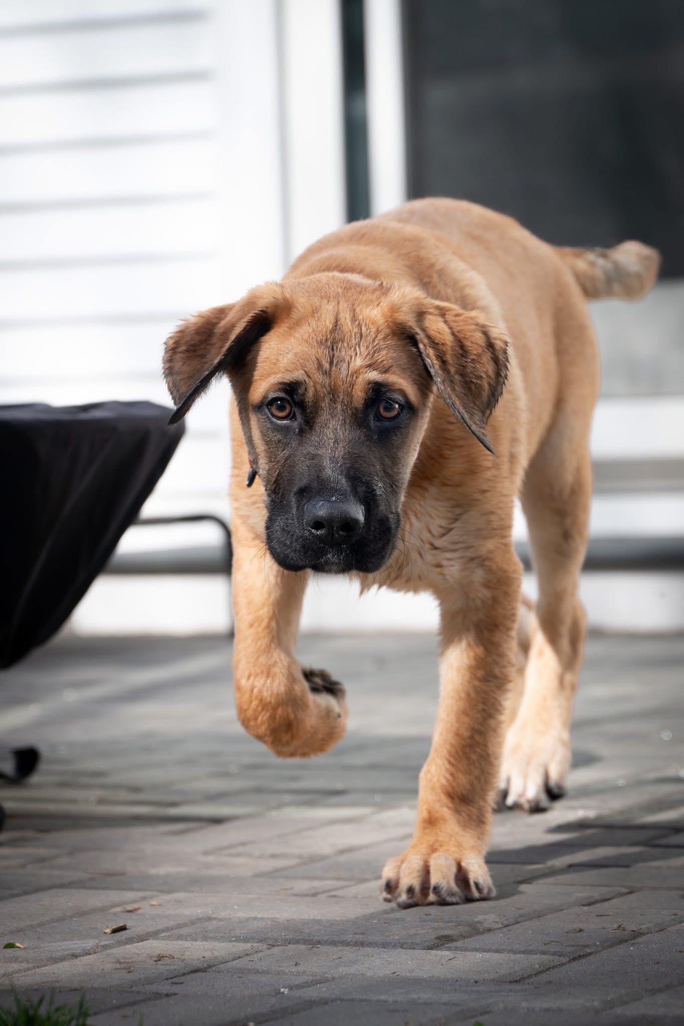 Enlarge Blaze , an adopted mixed breed in Watertown, CT image 3/5
