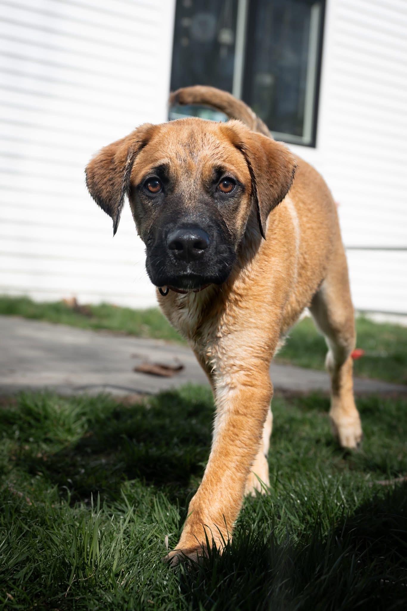 Enlarge Blaze , an adopted mixed breed in Watertown, CT image 2/5
