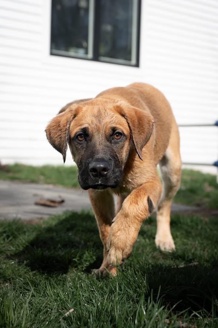 Enlarge Blaze , an adopted mixed breed in Watertown, CT image 5/5