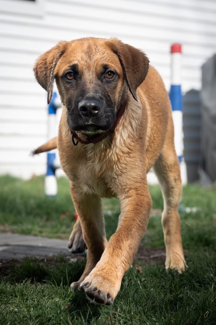 Enlarge Blaze , an adopted mixed breed in Watertown, CT image 1/5