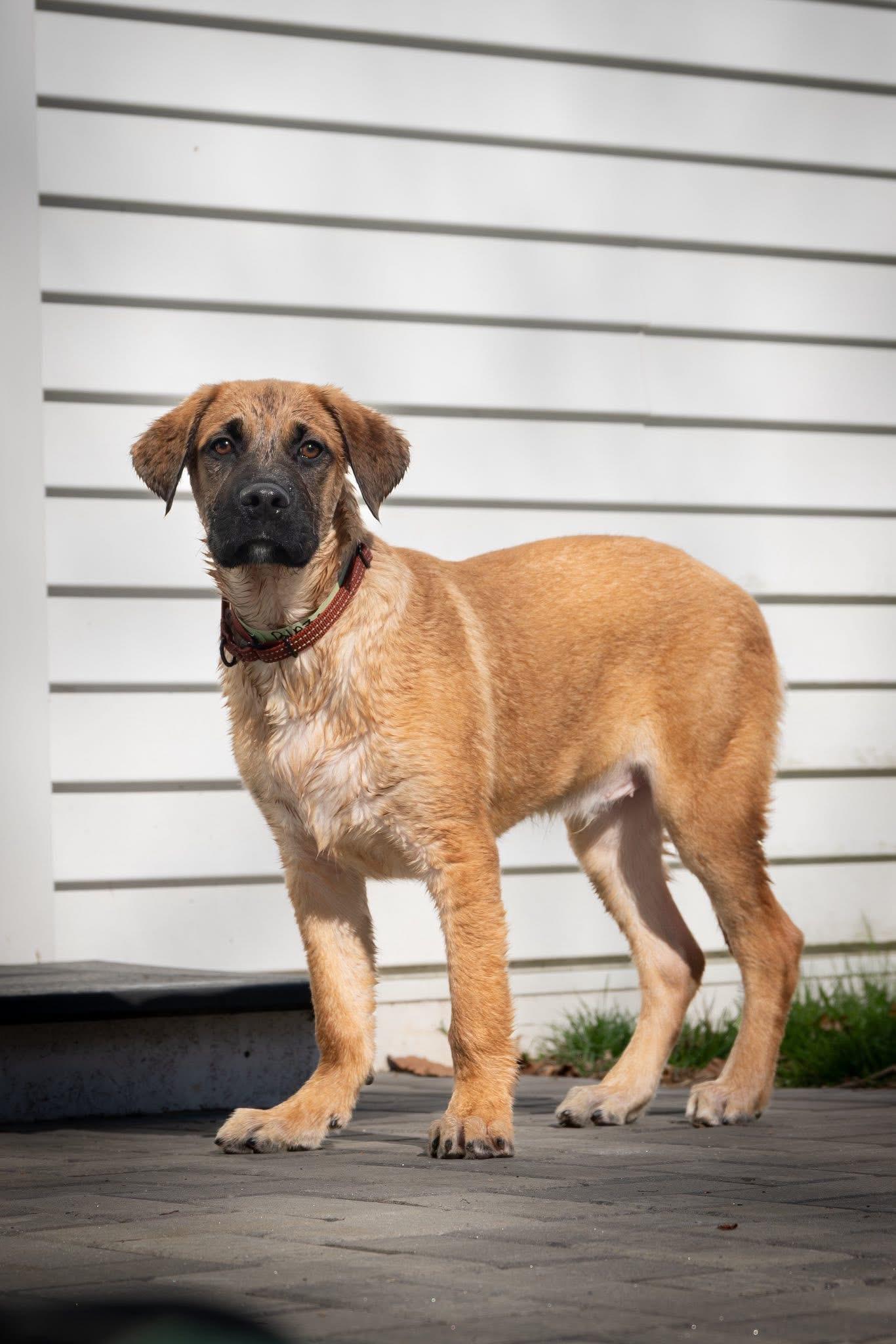 Enlarge Blaze , an adopted mixed breed in Watertown, CT image 4/5