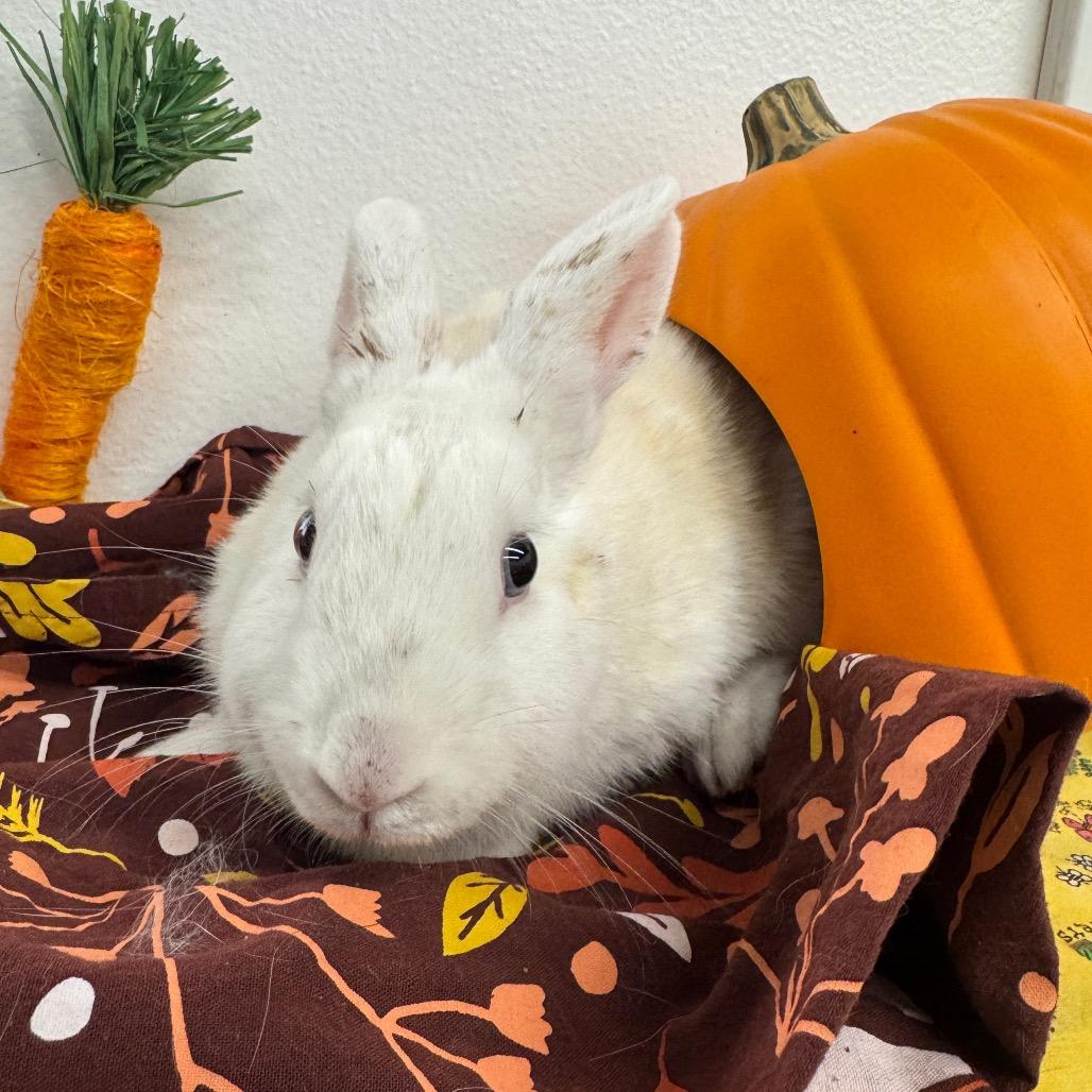 Rabbit, Adoptable, Young Female American.