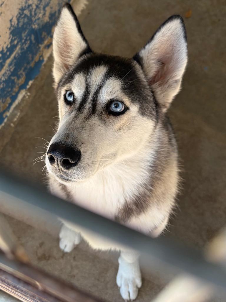 Enlarge Rigby, a Adoptable Husky in Lockhart, TX image 1/1