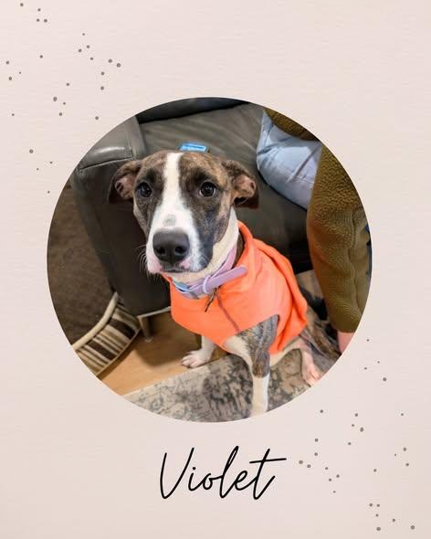 Enlarge VIOLET, a Adoptable mixed breed in Coquitlam, BC image 1/6