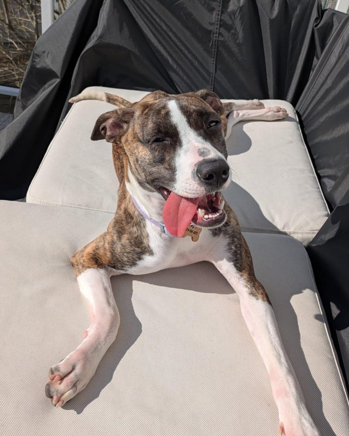 Enlarge VIOLET, a Adoptable mixed breed in Coquitlam, BC image 5/6