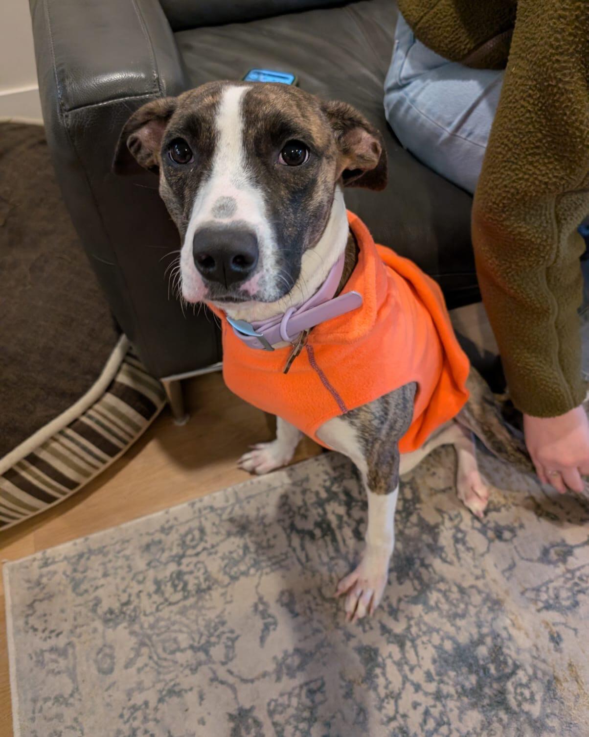 Enlarge VIOLET, a Adoptable mixed breed in Coquitlam, BC image 3/6