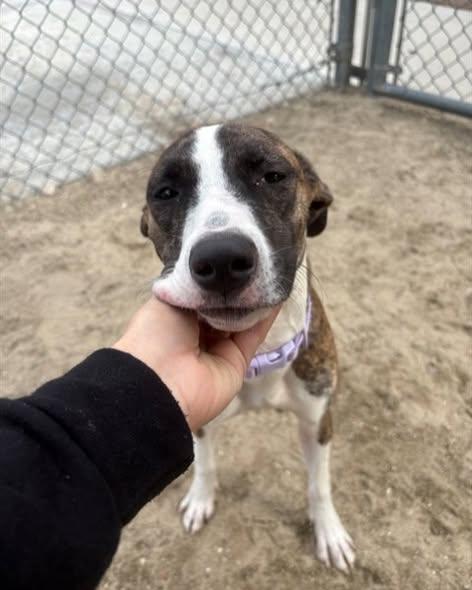 Enlarge VIOLET, a Adoptable mixed breed in Coquitlam, BC image 2/6