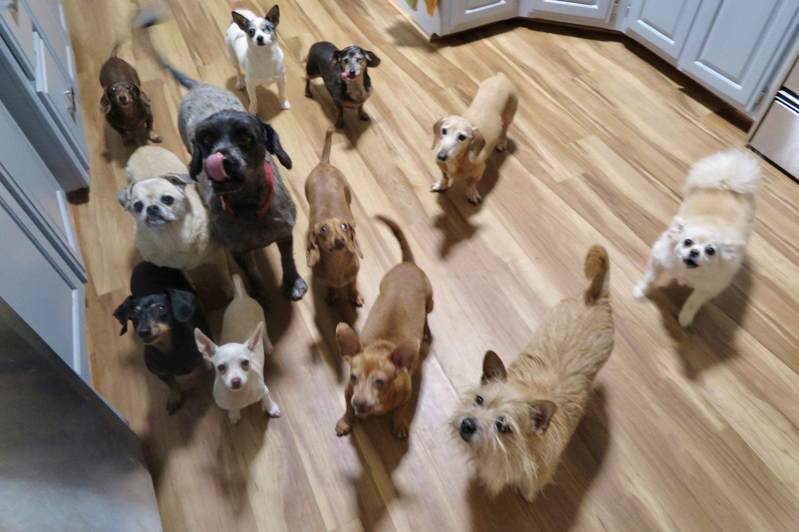 Enlarge Mason/Sanctuary Dog, a Adoptable Terrier in Prague, OK image 1/1