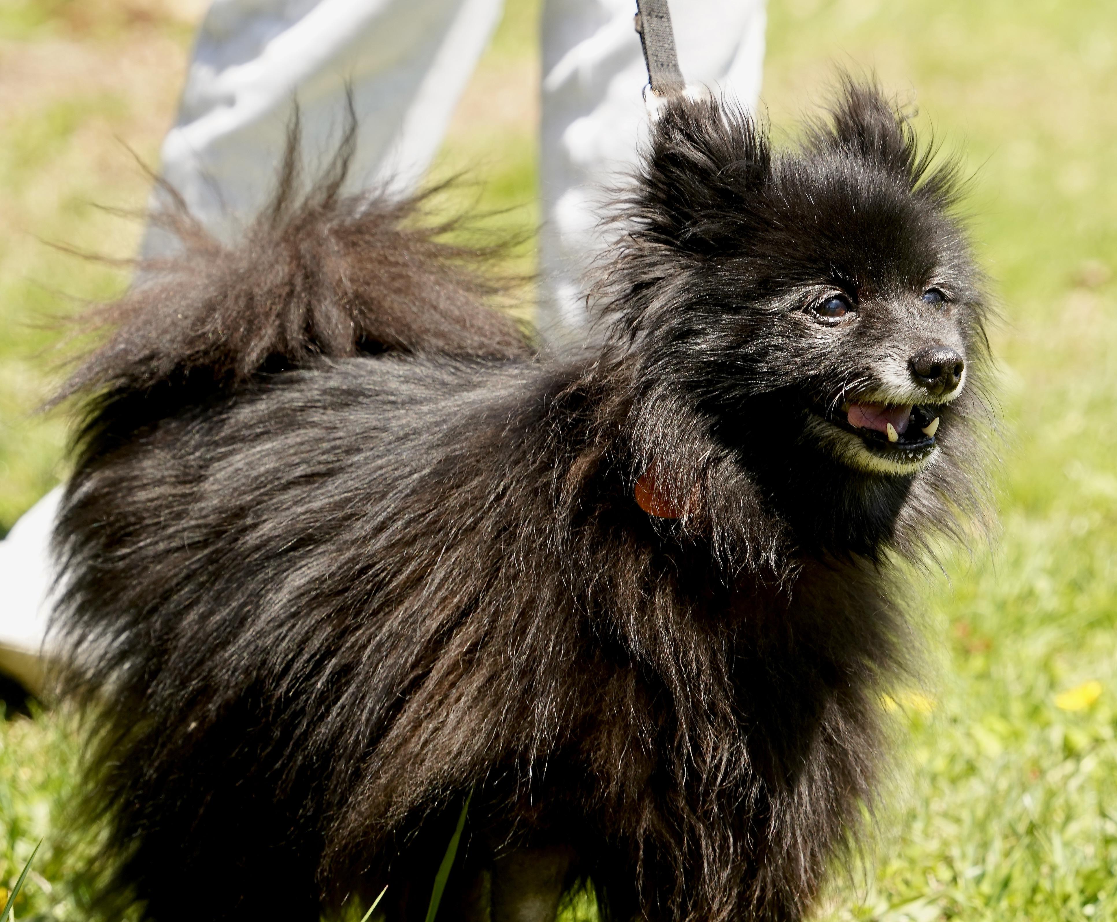 Lovely, an adopted mixed breed in Scituate, MA image 2/4
