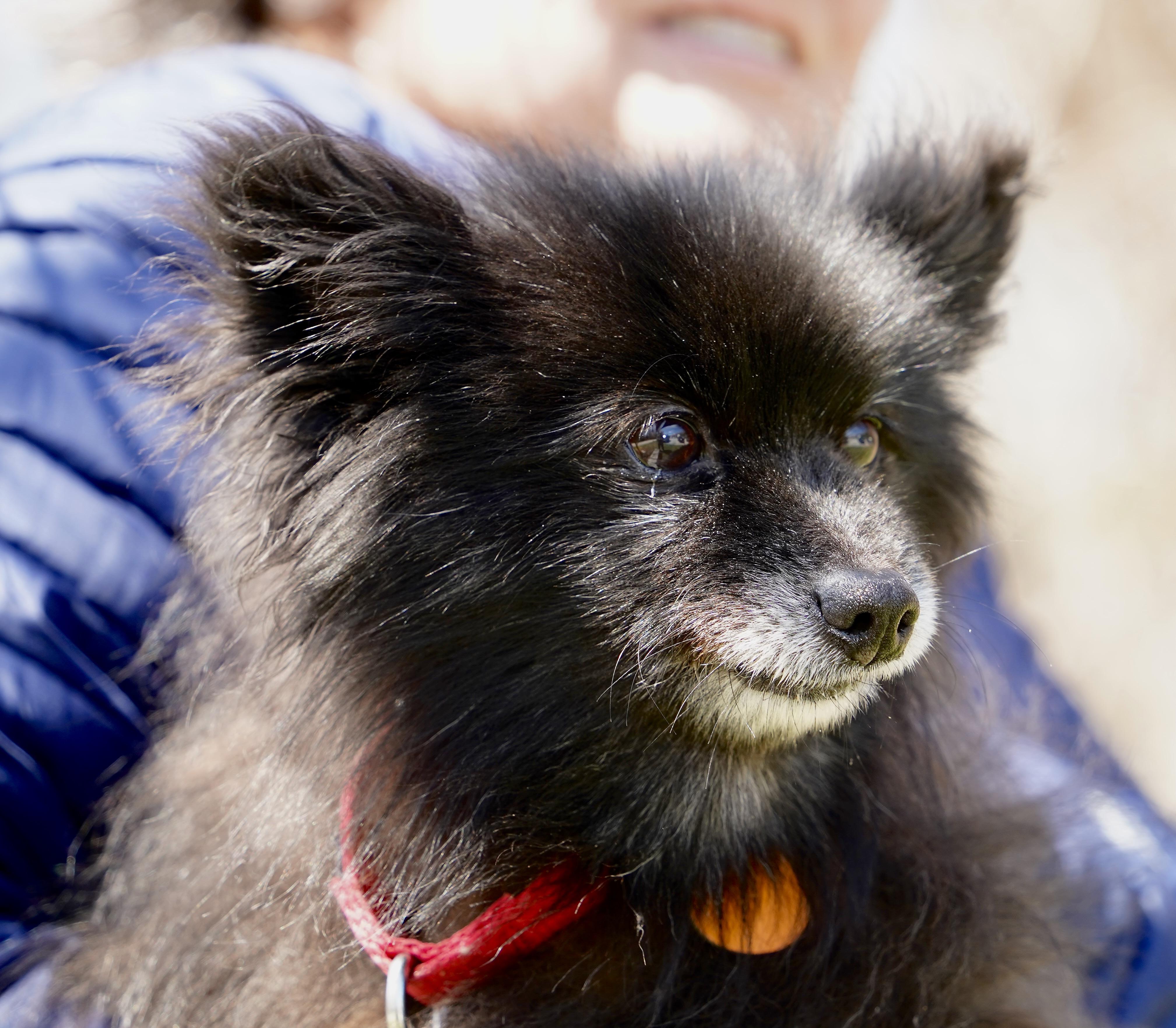 Lovely, an adopted mixed breed in Scituate, MA image 4/4