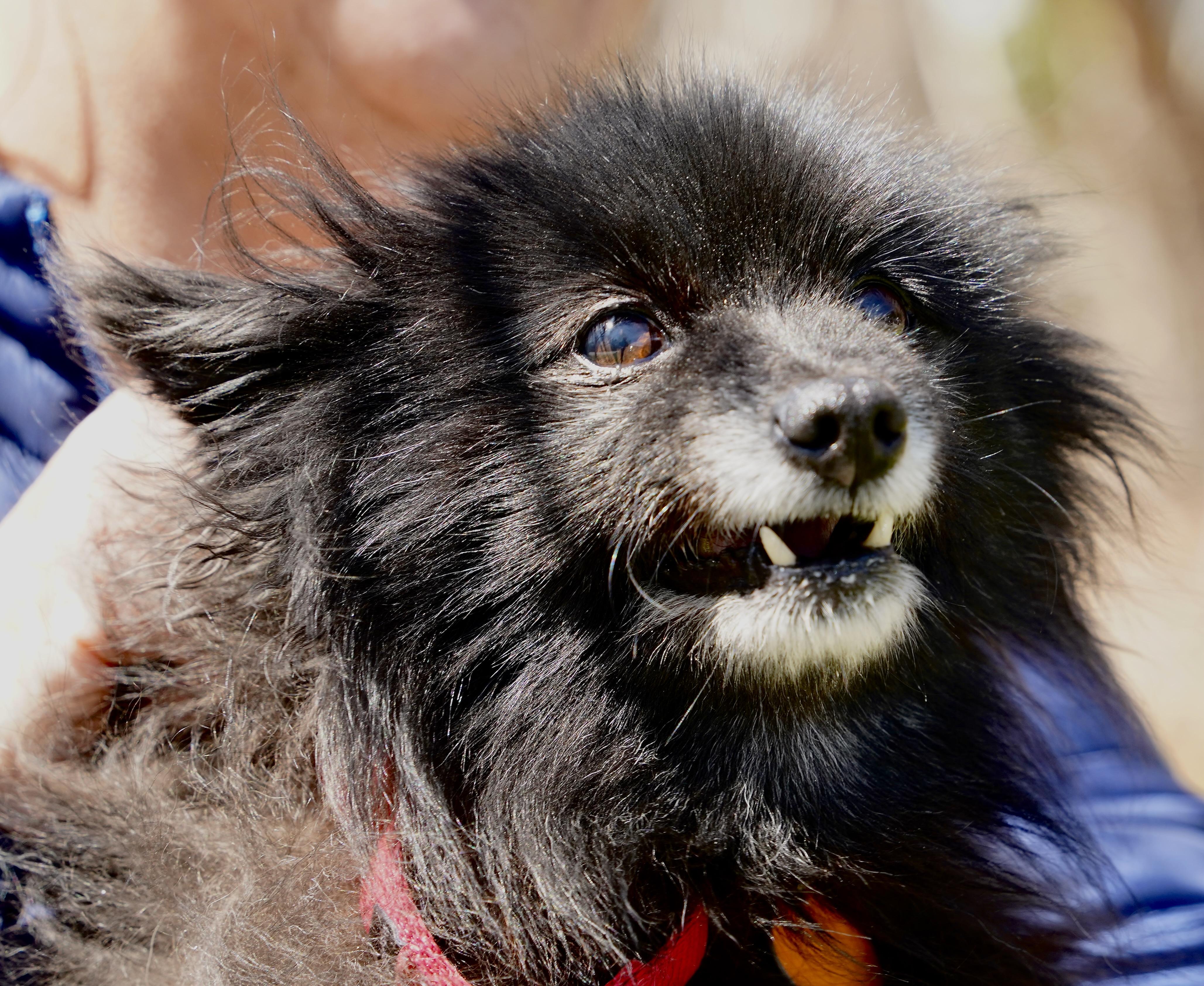 Lovely, an adopted mixed breed in Scituate, MA image 3/4