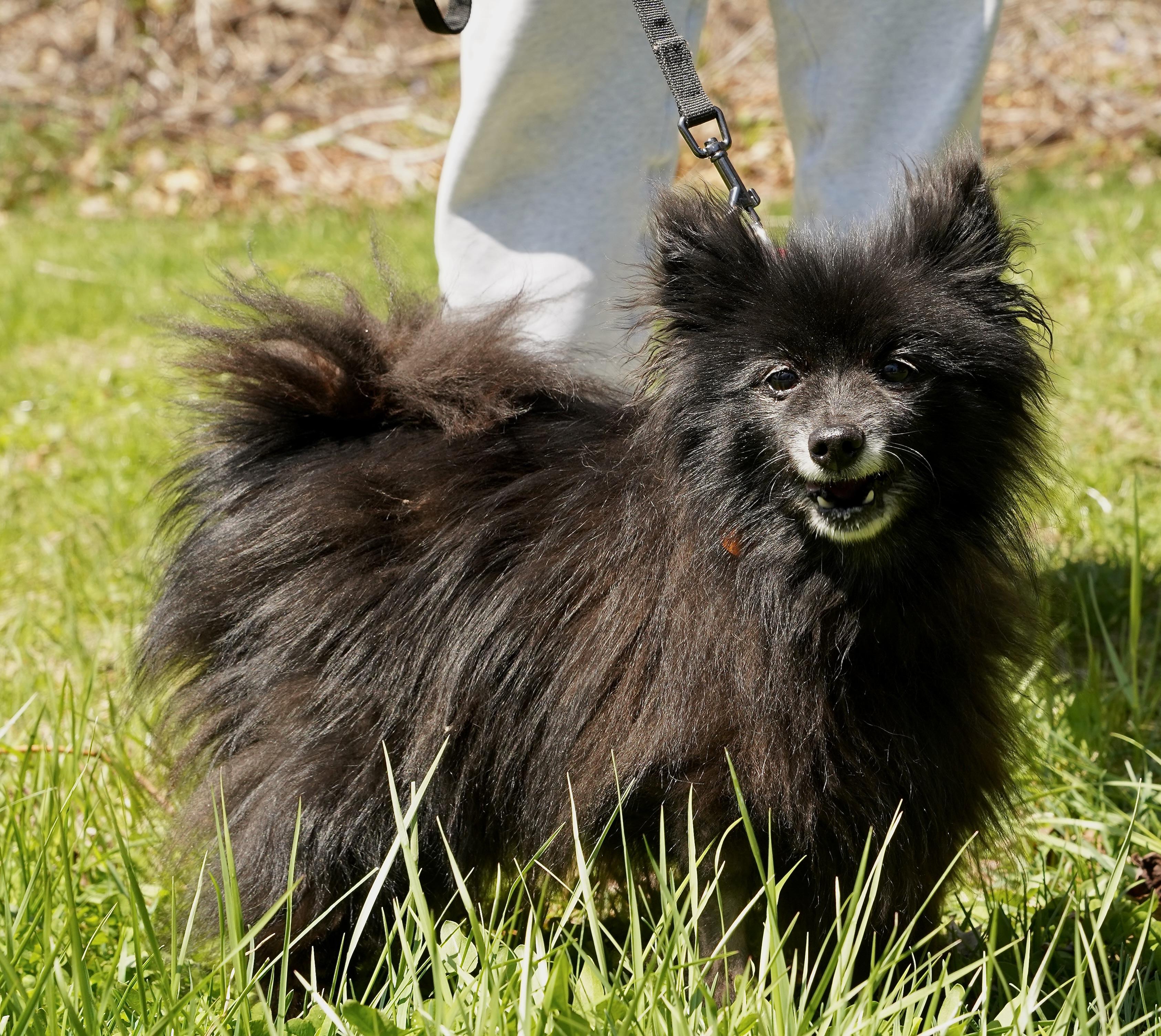 Lovely, an adopted mixed breed in Scituate, MA image 1/4