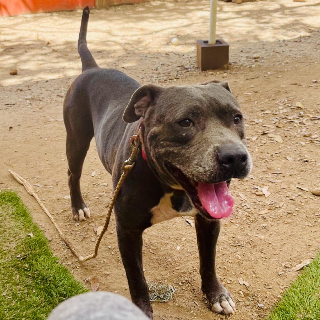 Onion, Adoptable, Senior Male Mixed Breed.