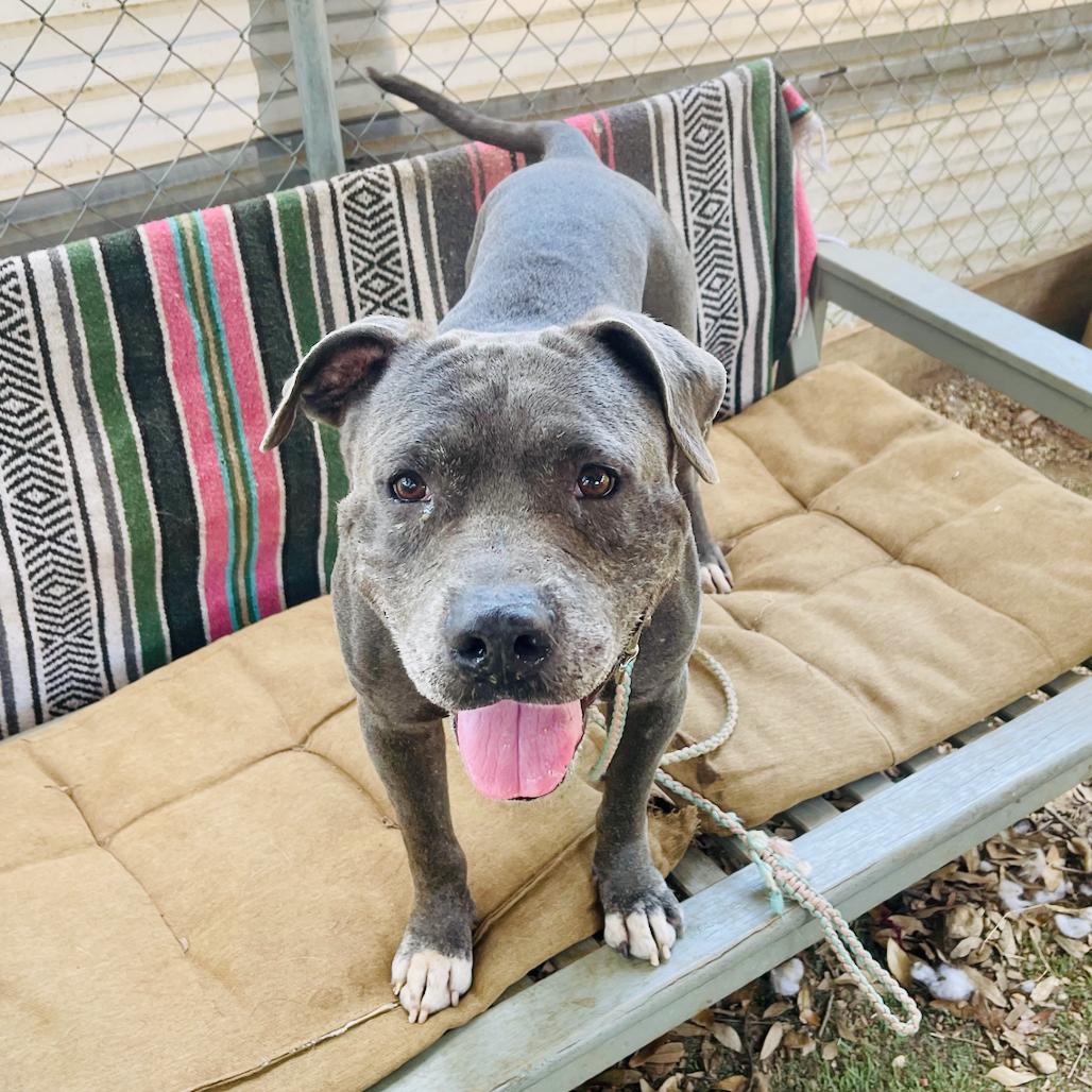 Onion, a Adoptable Mixed Breed in Salt Lake City, UT image 2/6