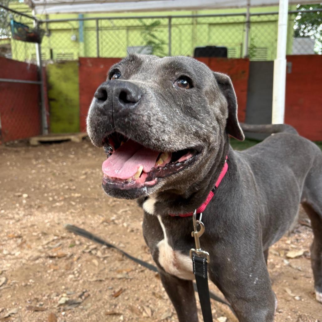 Onion, a Adoptable Mixed Breed in Salt Lake City, UT image 3/6