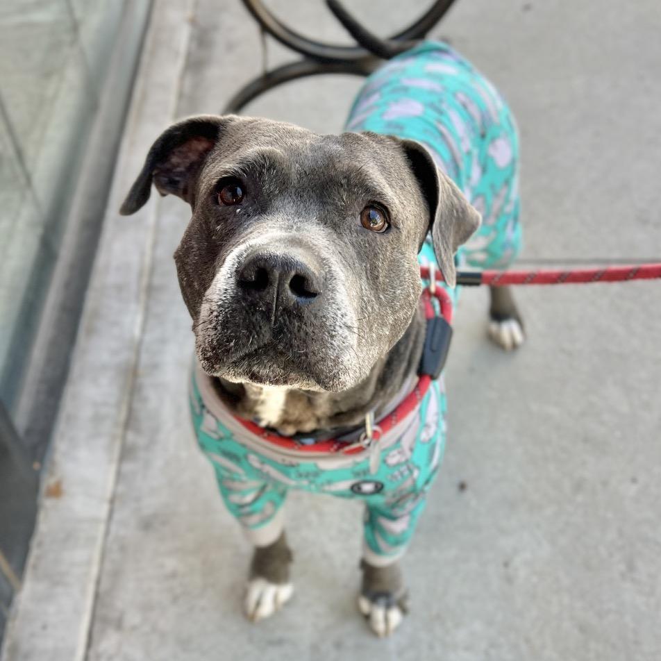 Enlarge Onion, a Adoptable Mixed Breed in Salt Lake City, UT image 5/6