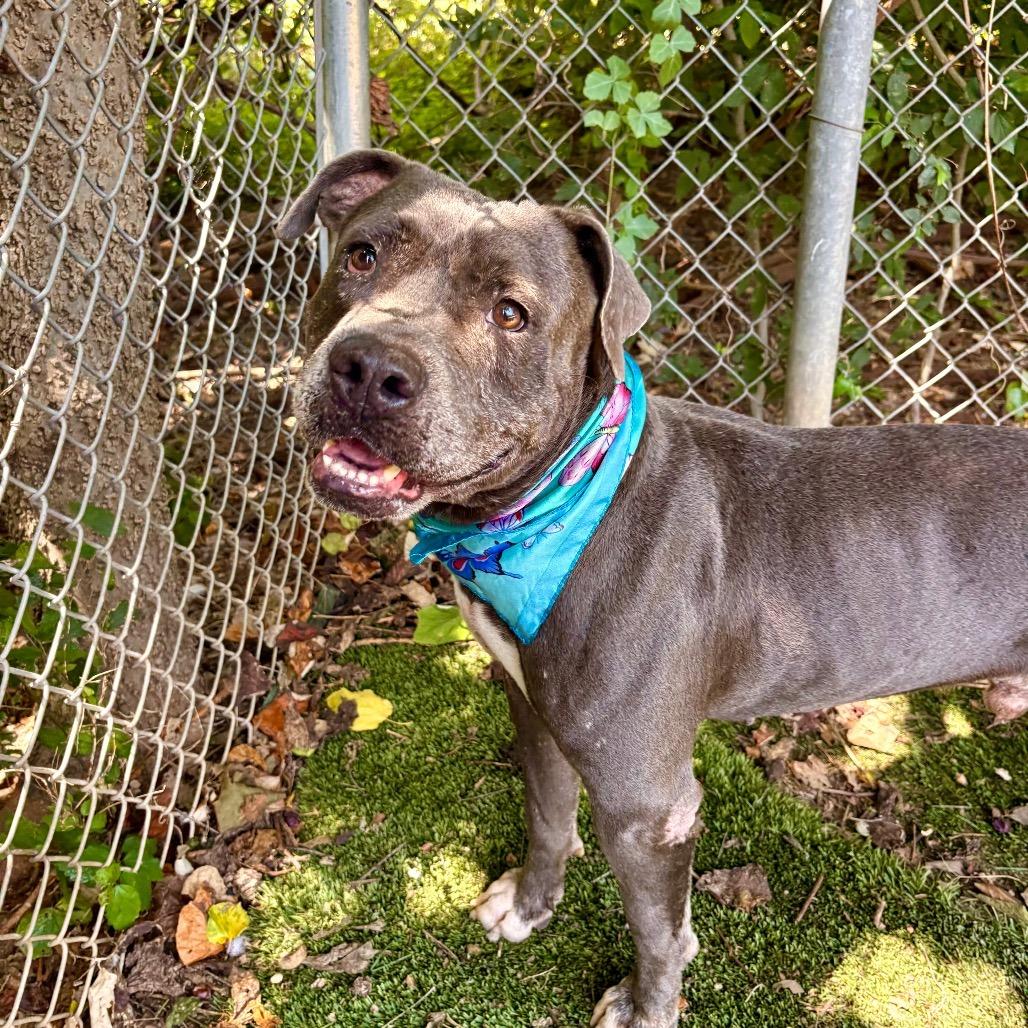Onion, a Adoptable Mixed Breed in Salt Lake City, UT image 5/6