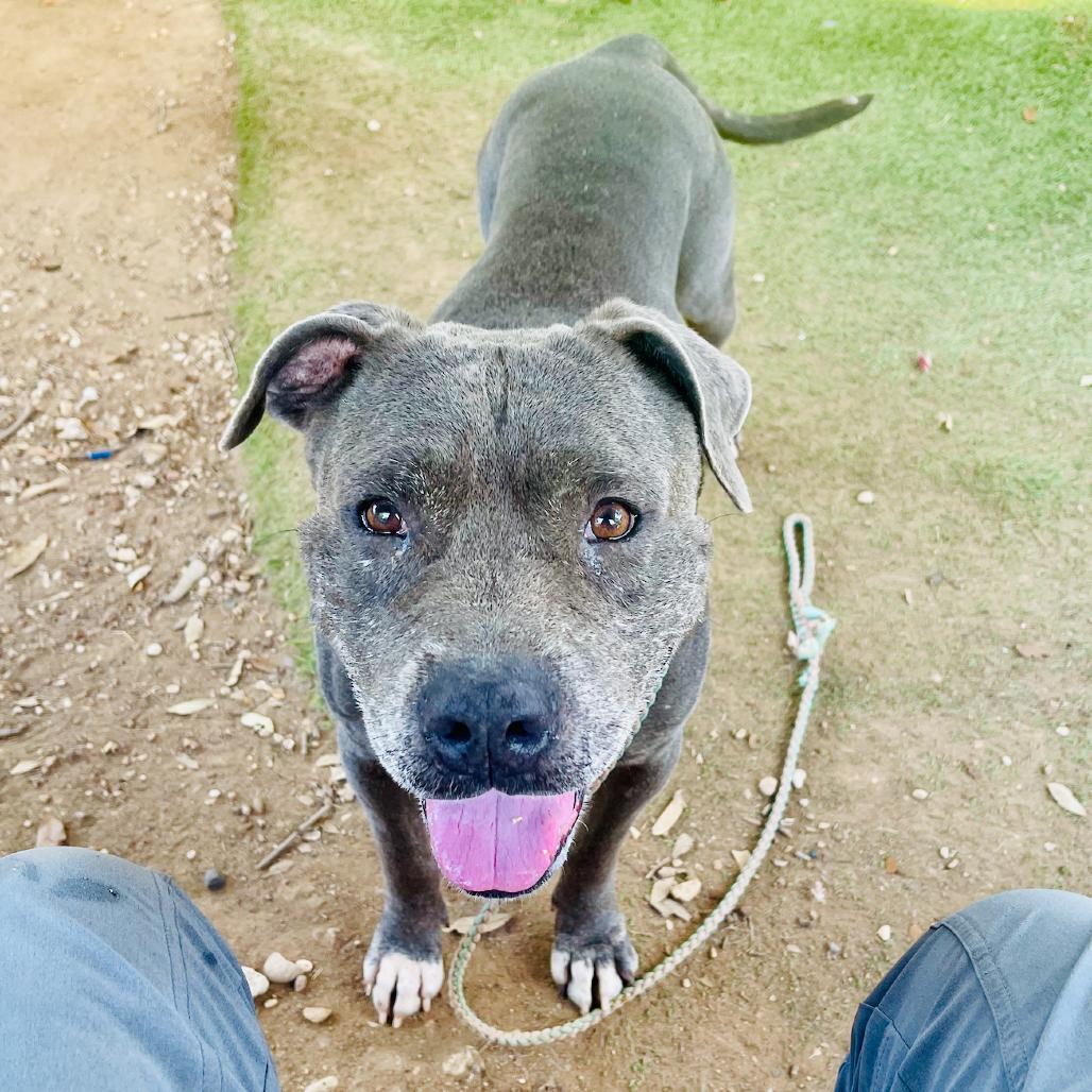 Onion, a Adoptable Mixed Breed in Salt Lake City, UT image 6/6
