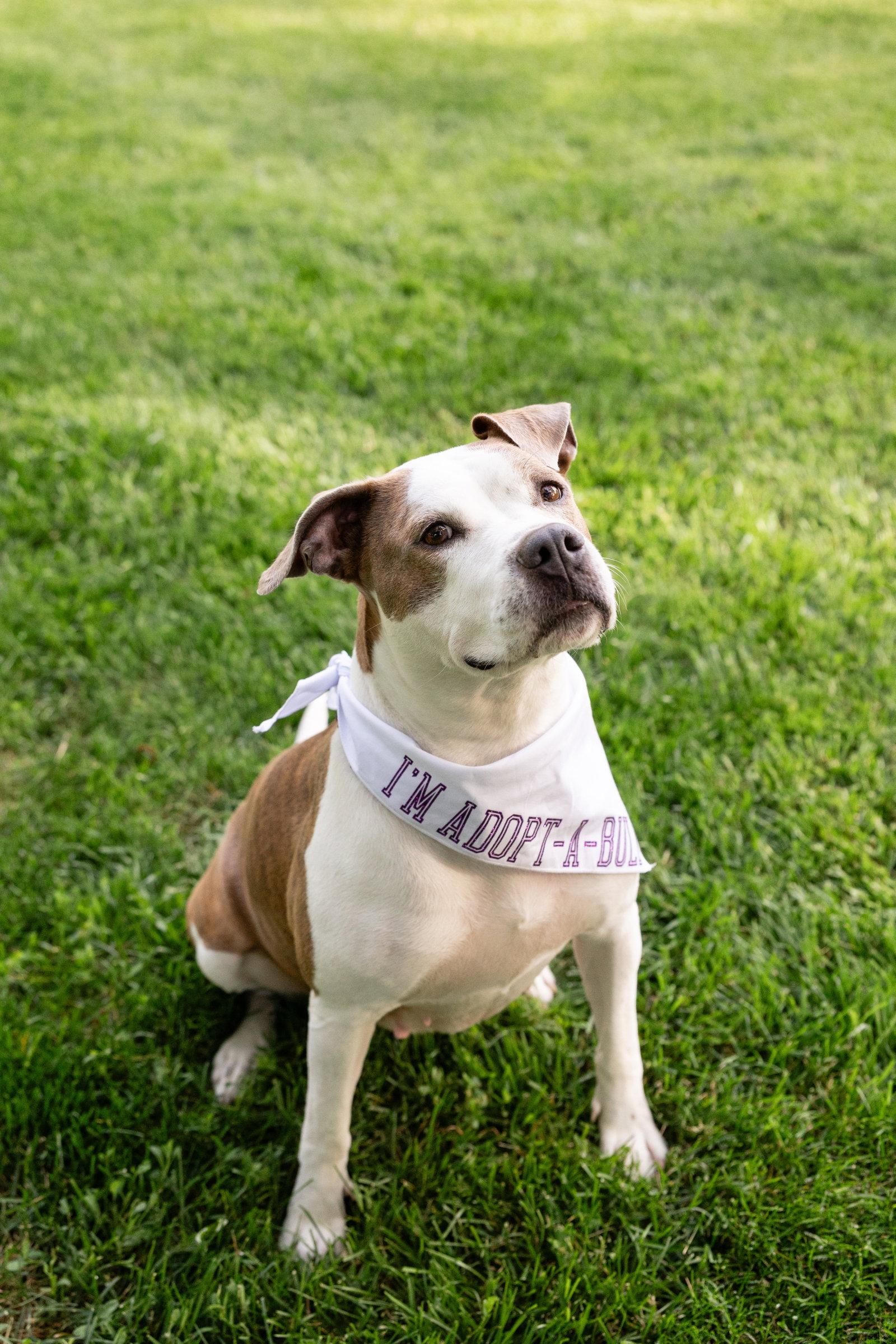 Enlarge Bella Donna, a Adoptable Pit Bull Terrier in Crete, IL image 1/3