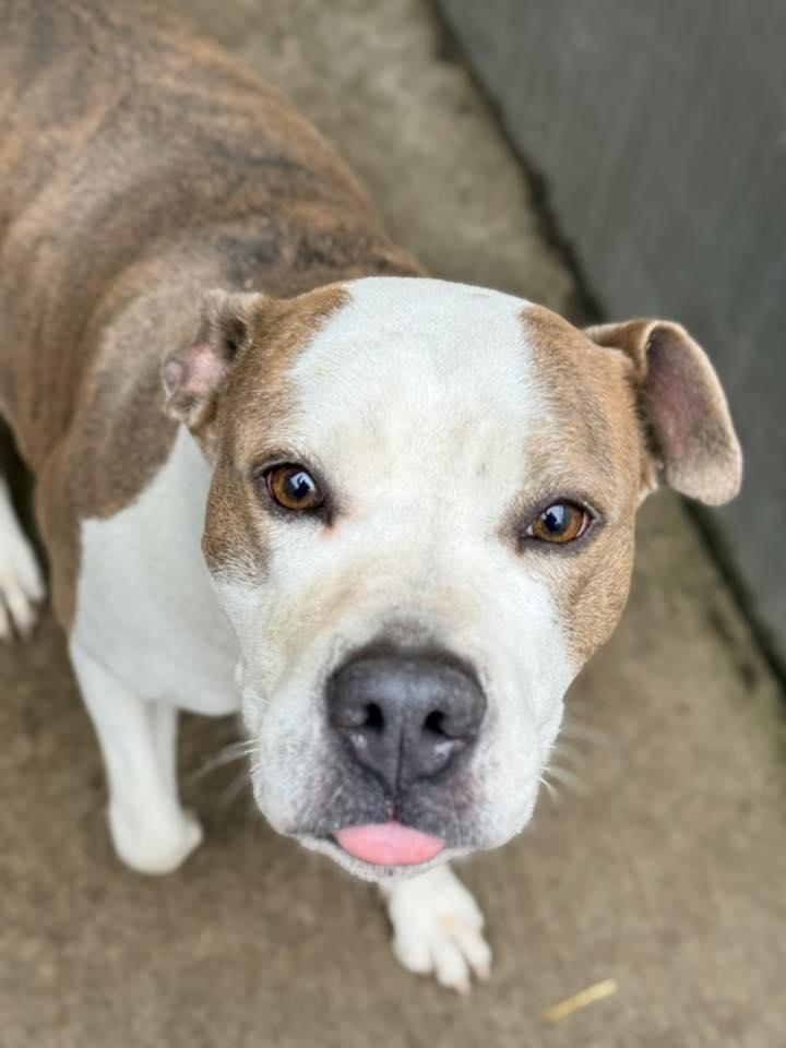 Enlarge Bellezza, a Adoptable Pit Bull Terrier in Crete, IL image 1/3