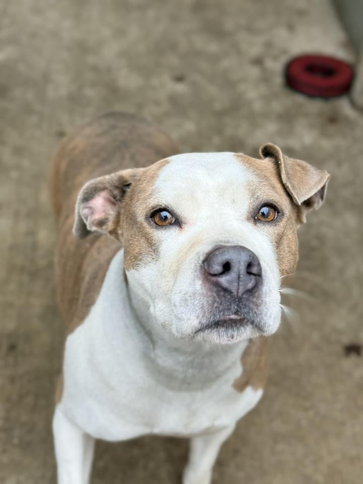 Enlarge Bellezza, a Adoptable Pit Bull Terrier in Crete, IL image 2/3