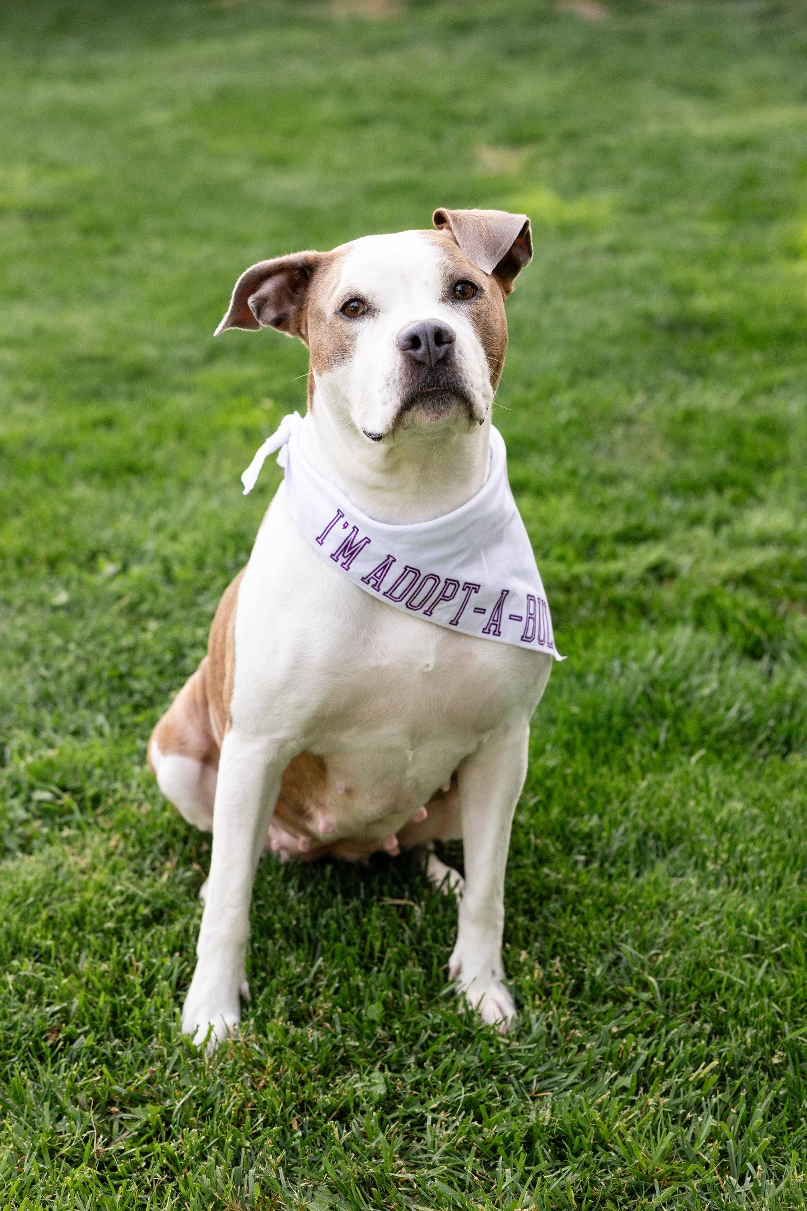 Enlarge Bella Donna, a Adoptable Pit Bull Terrier in Crete, IL image 2/3