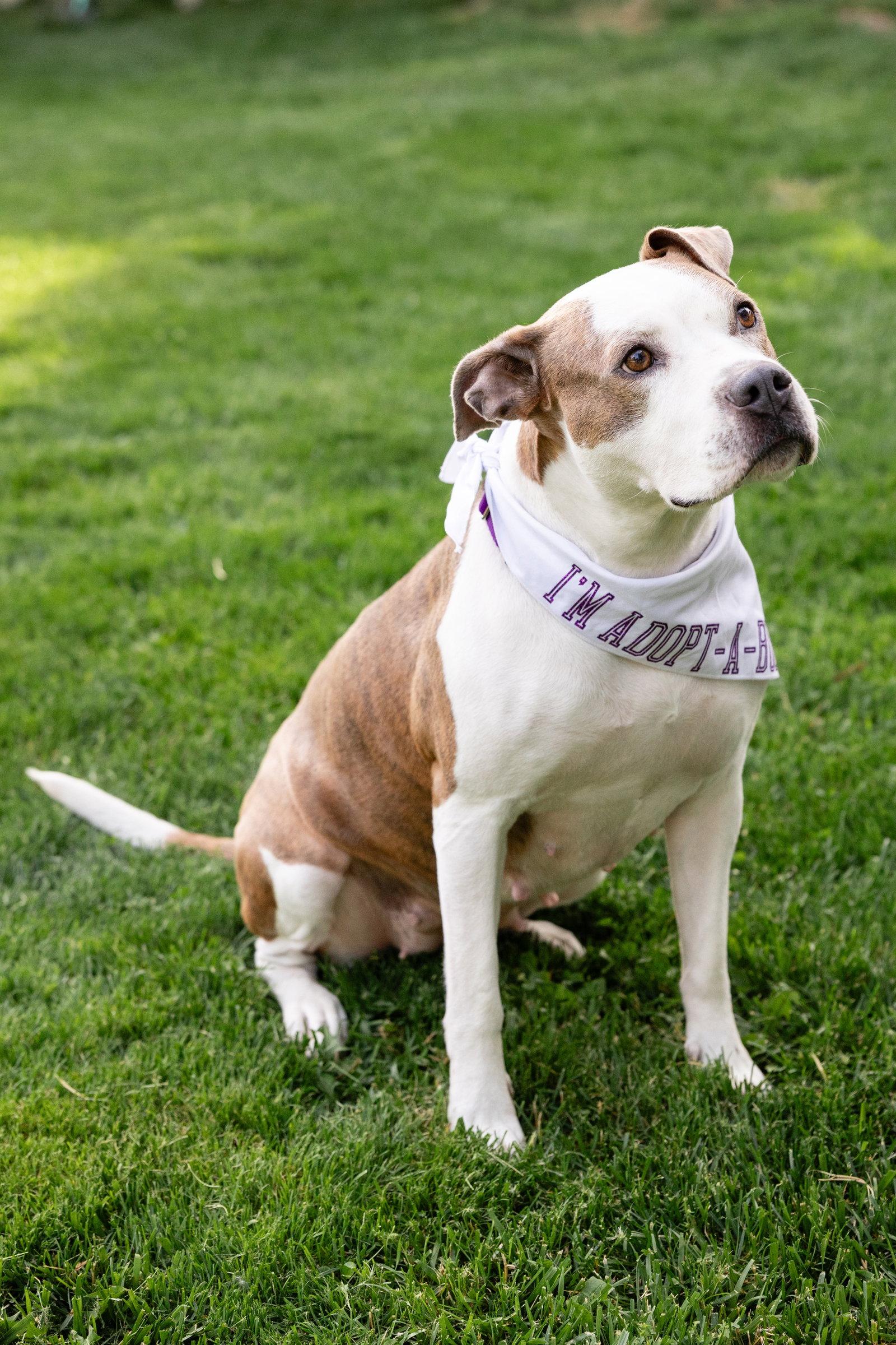 Enlarge Bella Donna, a Adoptable Pit Bull Terrier in Crete, IL image 3/3