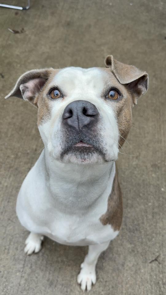 Enlarge Bellezza, a Adoptable Pit Bull Terrier in Crete, IL image 3/3