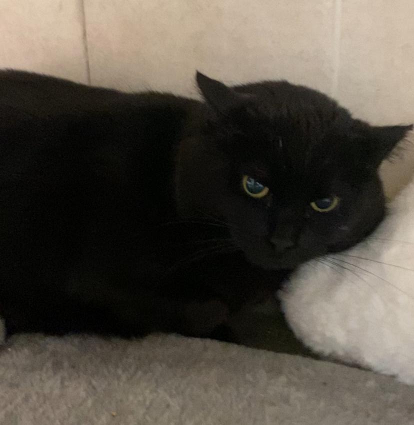 Enlarge Alana, a Adoptable Domestic Short Hair in North Kingstown, RI image 1/6