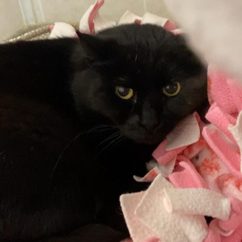 Alana, Adult Female Domestic Short Hair