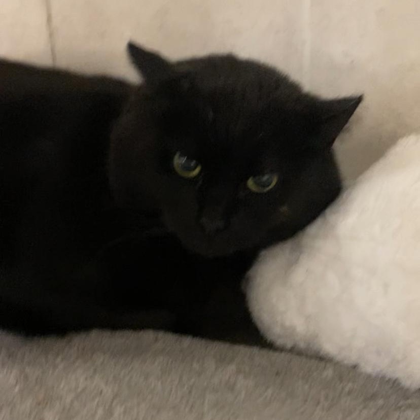 Enlarge Alana, a Adoptable Domestic Short Hair in North Kingstown, RI image 3/6