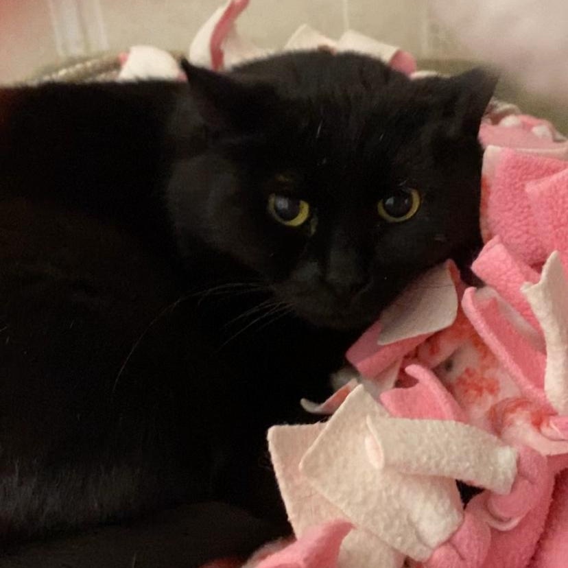 Enlarge Alana, a Adoptable Domestic Short Hair in North Kingstown, RI image 4/6