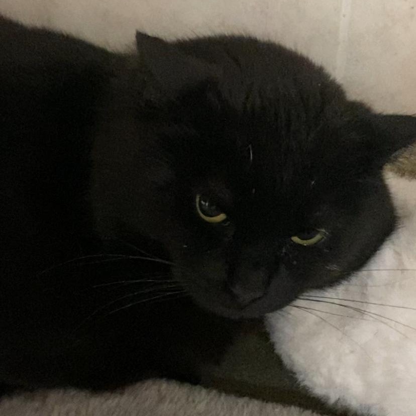 Enlarge Alana, a Adoptable Domestic Short Hair in North Kingstown, RI image 5/6