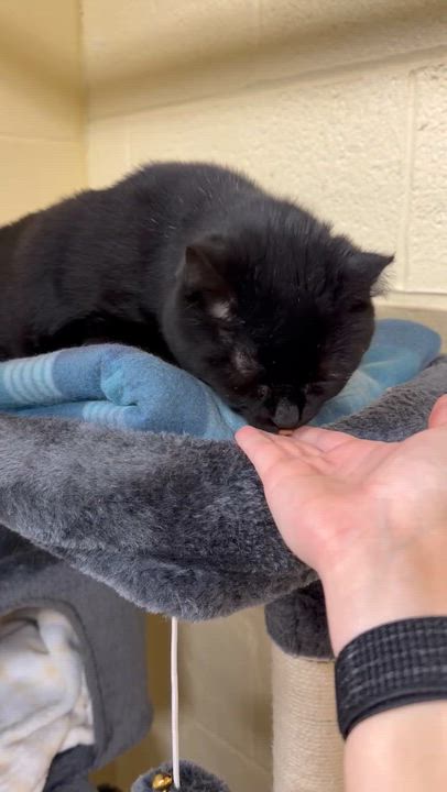 Enlarge Alana, an adoptable Domestic Short Hair in North Kingstown, RI video 2/6