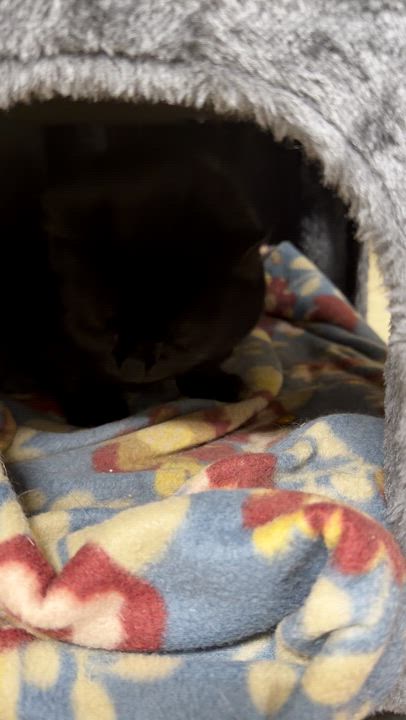 Enlarge Alana, an adoptable Domestic Short Hair in North Kingstown, RI video 4/6
