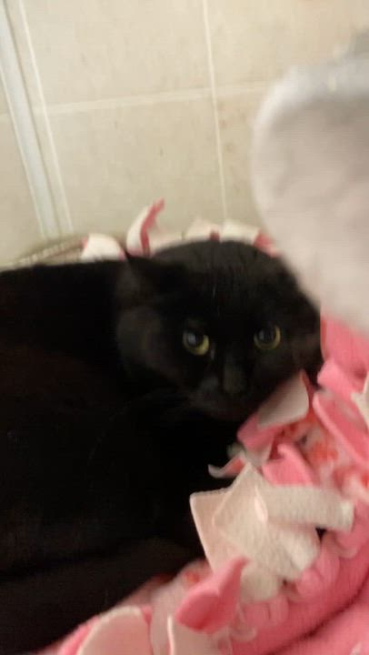 Enlarge Alana, a Adoptable Domestic Short Hair in North Kingstown, RI video 6/6