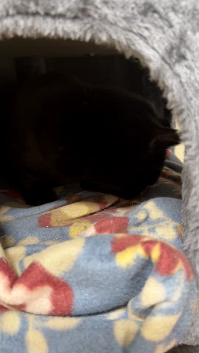 Enlarge Alana, an adoptable Domestic Short Hair in North Kingstown, RI video 3/6
