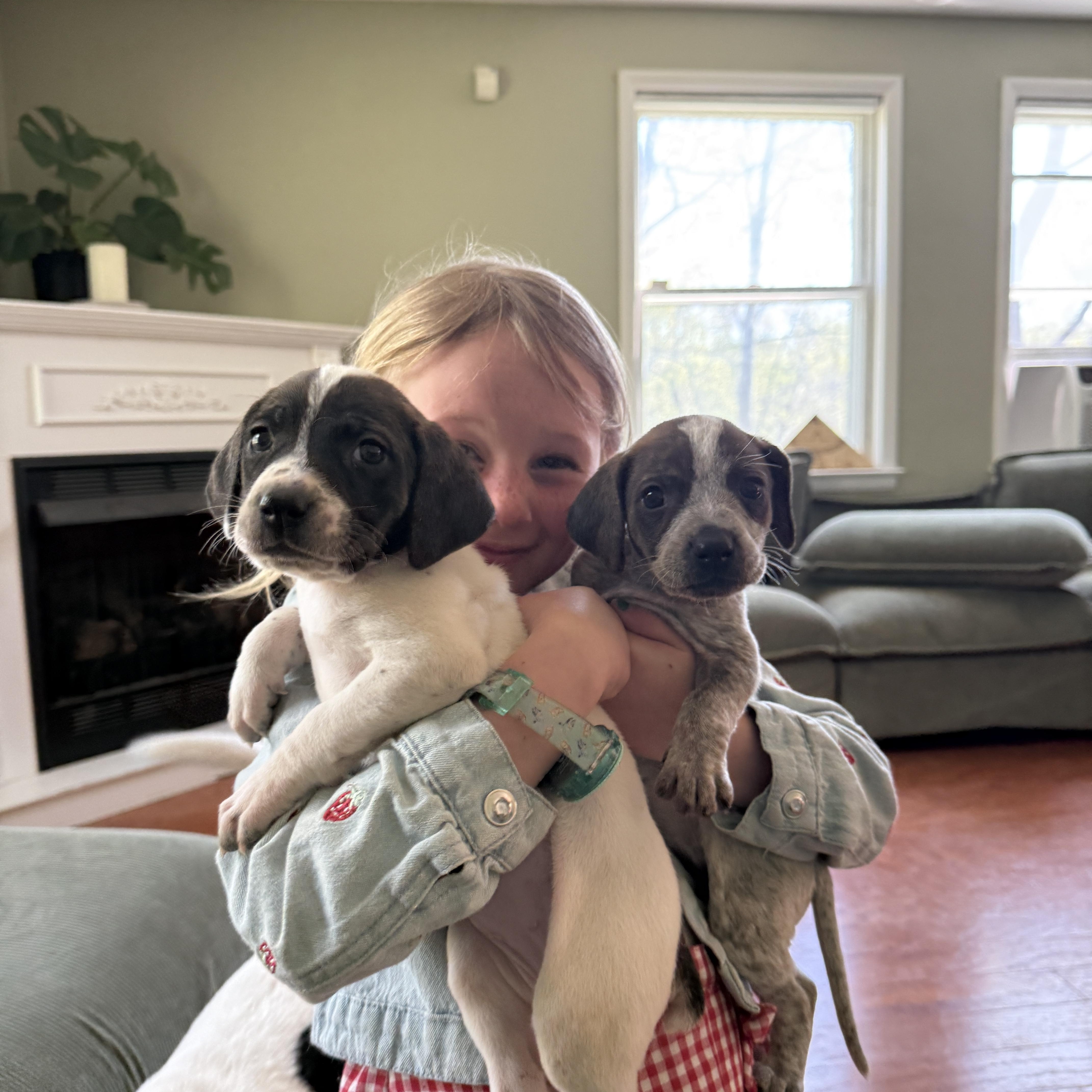 Enlarge Thistle , a ADOPTABLE mixed breed in HONEY BROOK, PA image 2/6