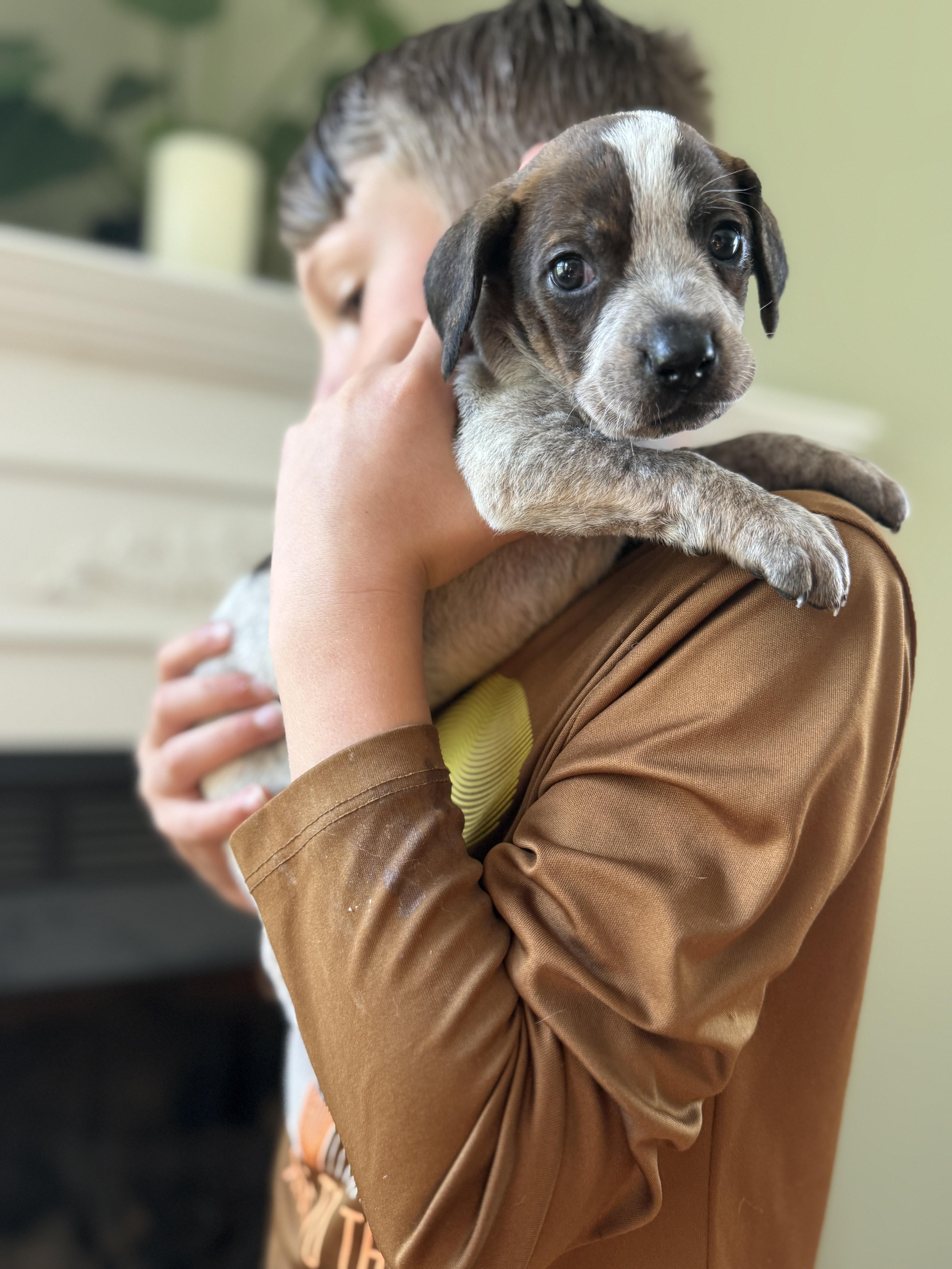 Enlarge Thistle , a ADOPTABLE mixed breed in HONEY BROOK, PA image 6/6