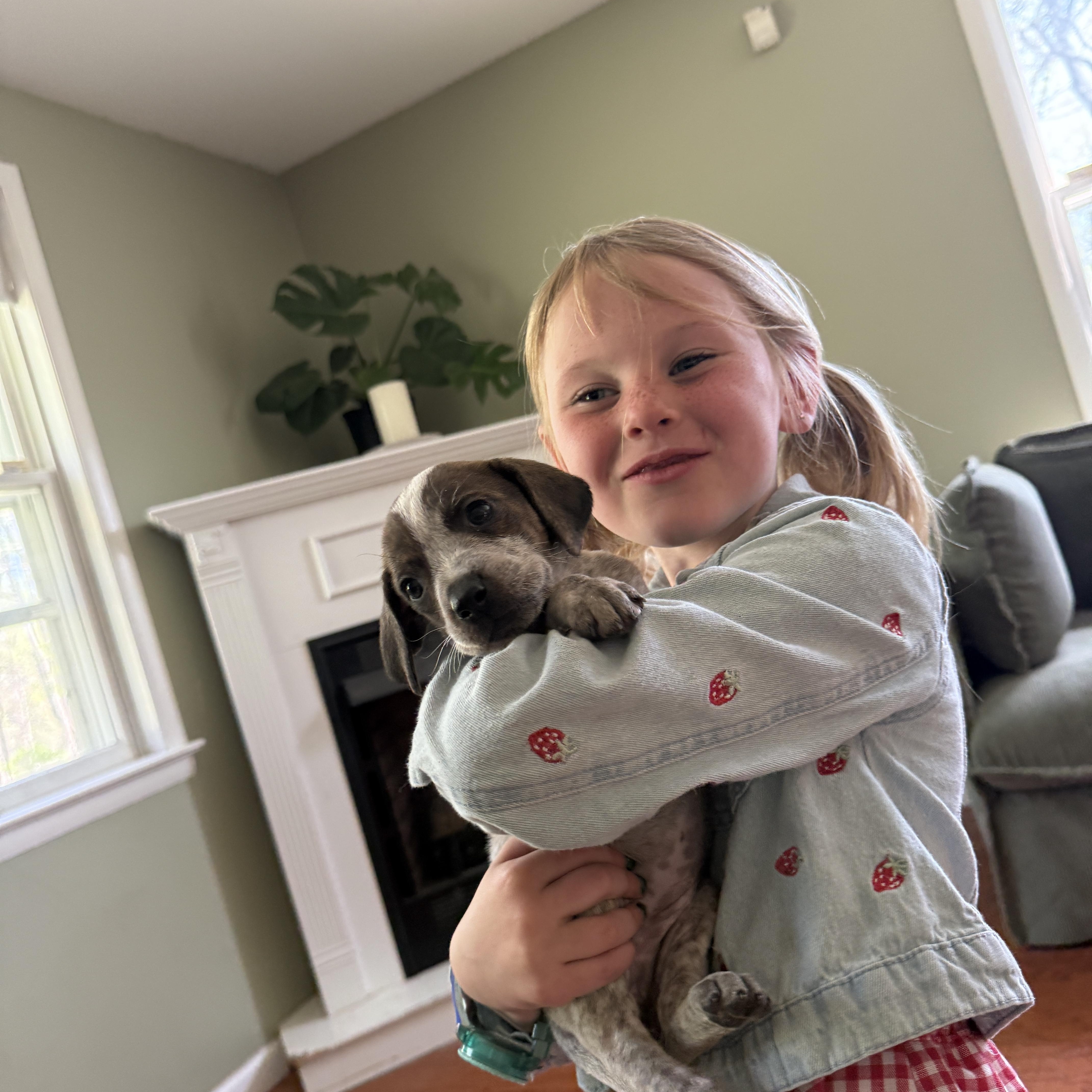 Thistle , ADOPTABLE, Puppy Female English Coonhound.