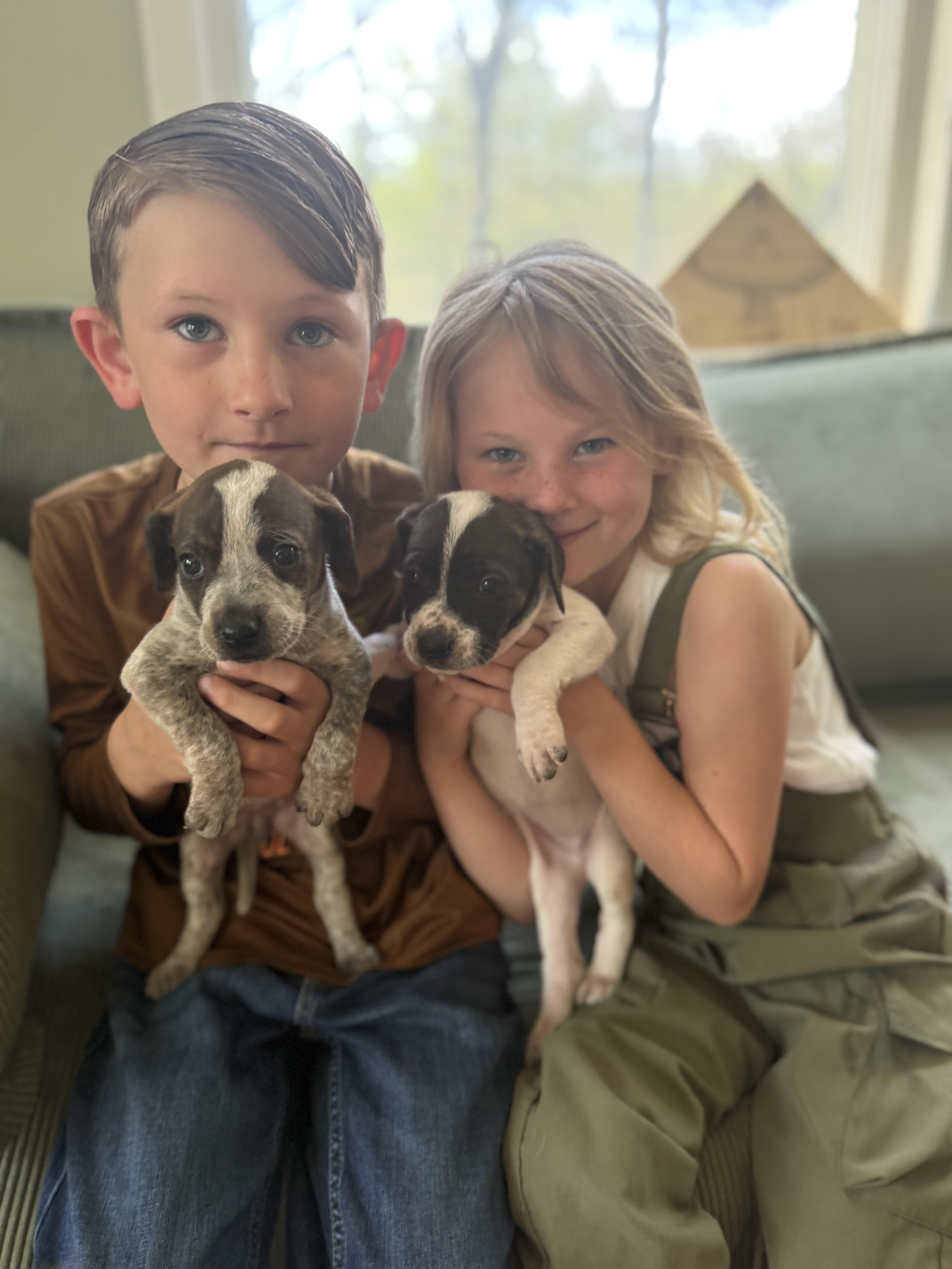 Enlarge Thistle , a ADOPTABLE mixed breed in HONEY BROOK, PA image 4/6