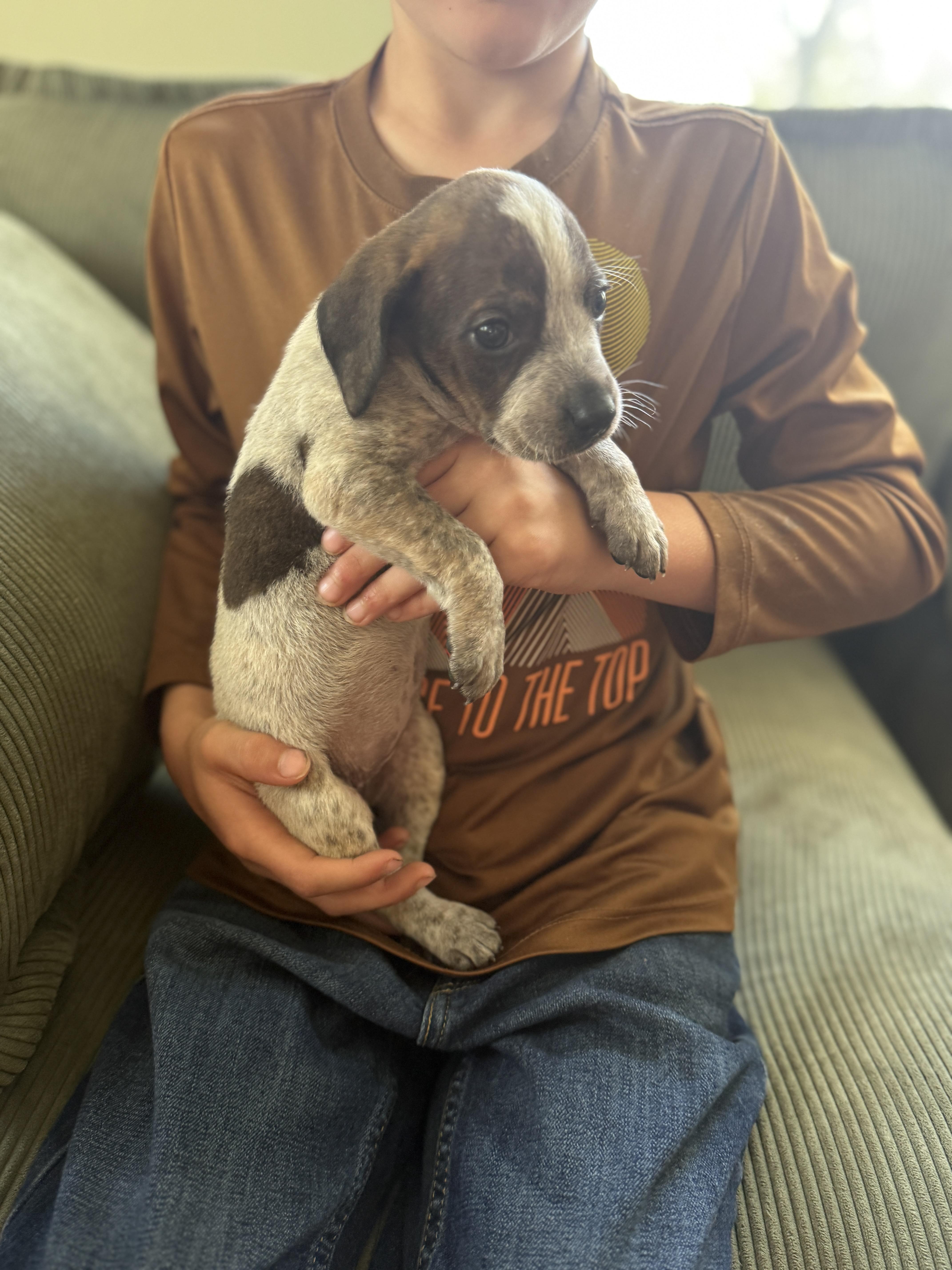 Enlarge Thistle , a ADOPTABLE mixed breed in HONEY BROOK, PA image 3/6